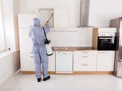 About Potsdam Bee Hive Relocation - bee hive relocation experts in Potsdam